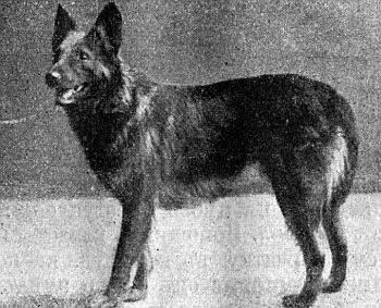 Руководство дрессировки полицейских и военных собак - i_026.jpg