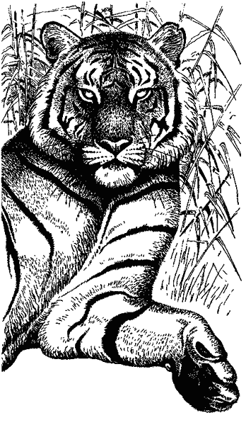 Храмовый тигр - i_004.png