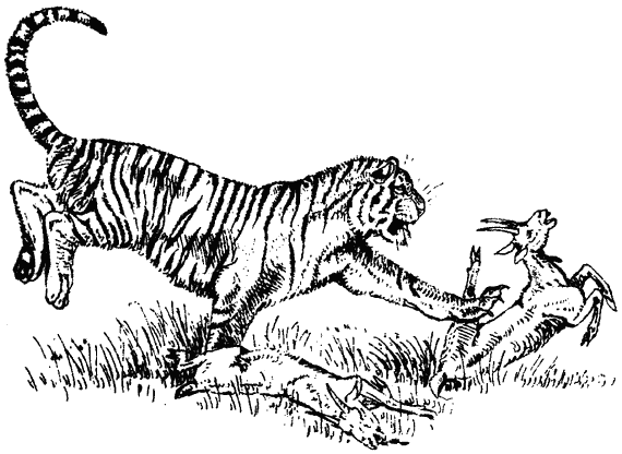 Храмовый тигр - i_011.png