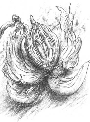 Луковица памяти - i_008.jpg