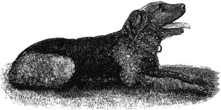 Дрессировка полицейских собак - i_026.png