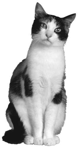 Разведение кошек и собак. Советы профессионалов - i_001.jpg