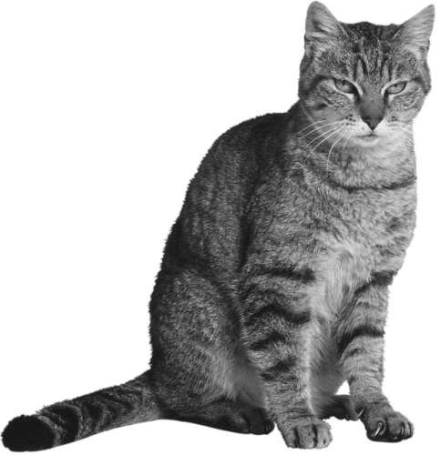 Разведение кошек и собак. Советы профессионалов - i_003.jpg