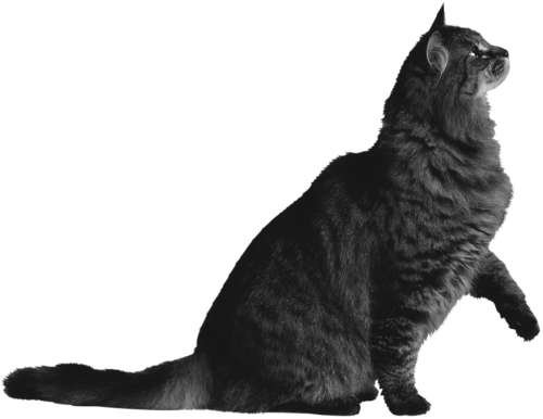 Разведение кошек и собак. Советы профессионалов - i_004.jpg