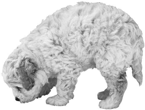 Разведение кошек и собак. Советы профессионалов - i_058.jpg