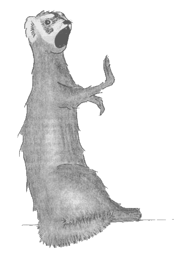 Хорёк-писатель в поисках музы - Pic10.png