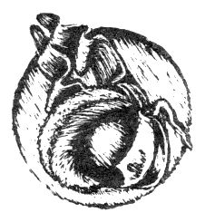 Наградная медаль. В 2-х томах. Том 1 (1701-1917) - bw_32.png