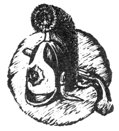 Наградная медаль. В 2-х томах. Том 1 (1701-1917) - bw_50.png