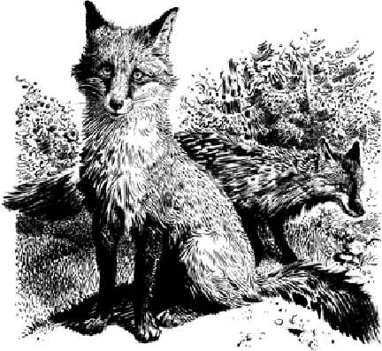 Лунный зверь:  История лис - i_004.png