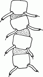 Здоровый позвоночник - i_002.png