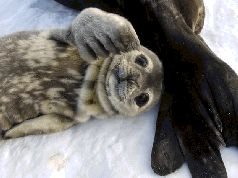 Записки переворачивателя пингвинов. - pic_13.jpg