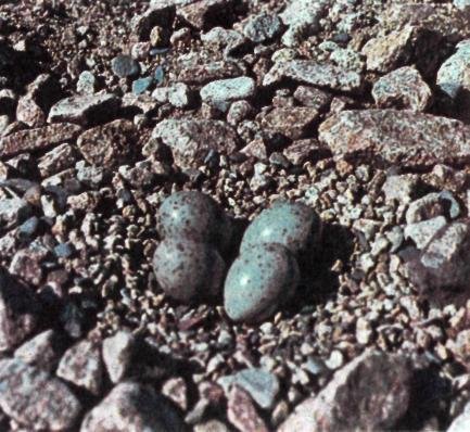 Отшельник высокогорных галечников - img_2.jpeg