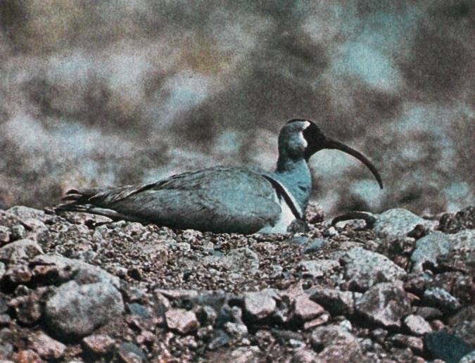 Отшельник высокогорных галечников - img_3.jpeg