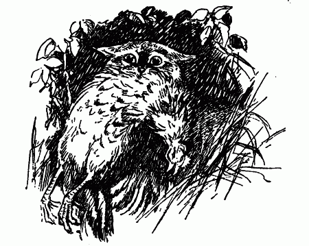 Встречи с животными - img_58.png