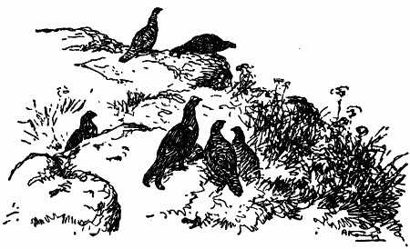 Встречи с животными - img_65.png