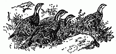 Встречи с животными - img_66.png