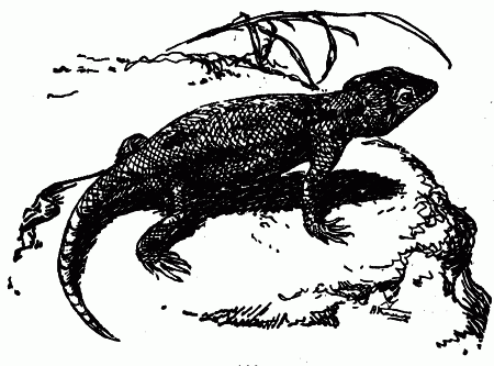 Встречи с животными - img_92.png