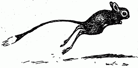 Встречи с животными - img_93.png