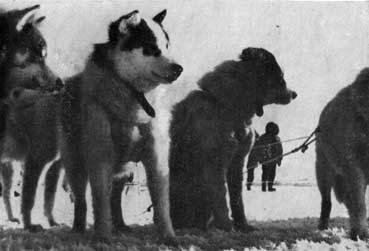 Пешком через Ледовитый океан - _7.jpg