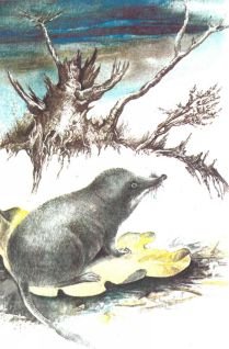 Тропинки в загадочный мир [с иллюстрациями] - pic_37.jpg