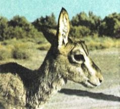 Тропинки в загадочный мир [с иллюстрациями] - pic_43.jpg