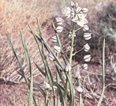 Тропинки в загадочный мир [с иллюстрациями] - pic_46.jpg