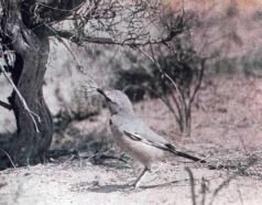 Тропинки в загадочный мир [с иллюстрациями] - pic_47.jpg