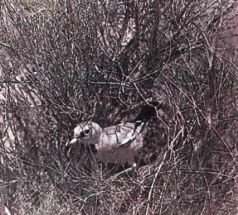 Тропинки в загадочный мир [с иллюстрациями] - pic_48.jpg