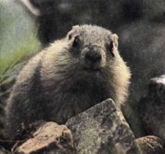 Тропинки в загадочный мир [с иллюстрациями] - pic_51.jpg