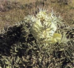 Тропинки в загадочный мир [с иллюстрациями] - pic_52.jpg