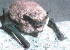 Тропинки в загадочный мир [с иллюстрациями] - pic_70.jpg