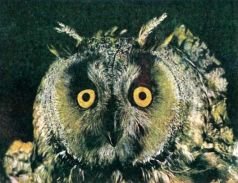 Тропинки в загадочный мир [с иллюстрациями] - pic_72.jpg