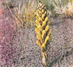 Тропинки в загадочный мир [с иллюстрациями] - pic_73.jpg