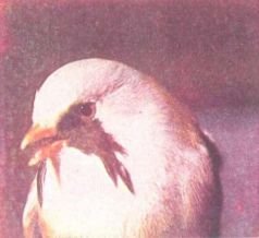 Тропинки в загадочный мир [с иллюстрациями] - pic_75.jpg