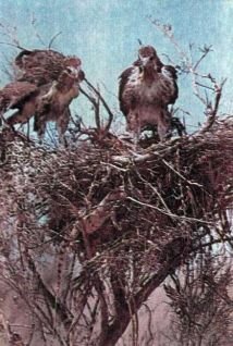 Тропинки в загадочный мир [с иллюстрациями] - pic_78.jpg