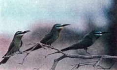 Тропинки в загадочный мир [с иллюстрациями] - pic_79.jpg