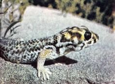 Тропинки в загадочный мир [с иллюстрациями] - pic_80.jpg