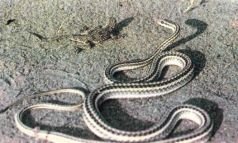 Тропинки в загадочный мир [с иллюстрациями] - pic_82.jpg