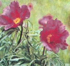 Тропинки в загадочный мир [с иллюстрациями] - pic_83.jpg