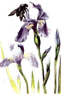 Тропинки в загадочный мир [с иллюстрациями] - pic_87.jpg