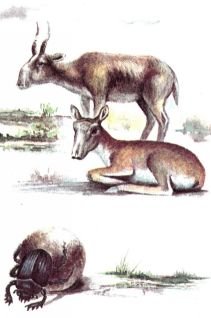 Тропинки в загадочный мир [с иллюстрациями] - pic_93.jpg