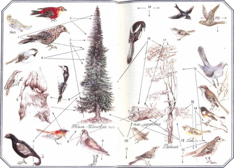 Тропинки в загадочный мир [с иллюстрациями] - tmpC31.jpg