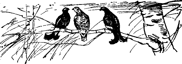 Зимние тропы - i_005.png