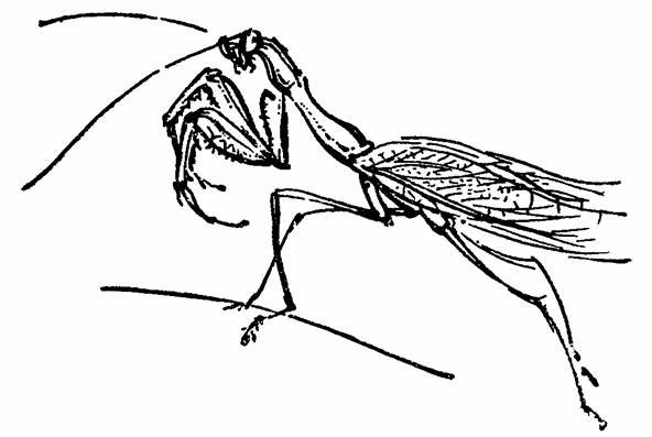 The Whispering Land - pic_18.jpg