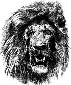 Там где бродили львы (с иллюстрациями) - pic43.jpg