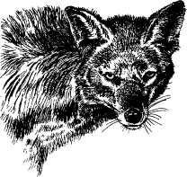 Там где бродили львы (с иллюстрациями) - pic48.jpg