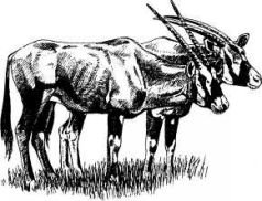 Там где бродили львы (с иллюстрациями) - pic49.jpg