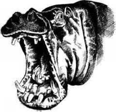 Там где бродили львы (с иллюстрациями) - pic65.jpg