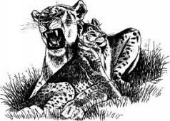 Там где бродили львы (с иллюстрациями) - pic73.jpg