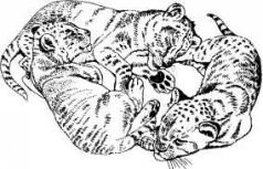 Там где бродили львы (с иллюстрациями) - pic74.jpg